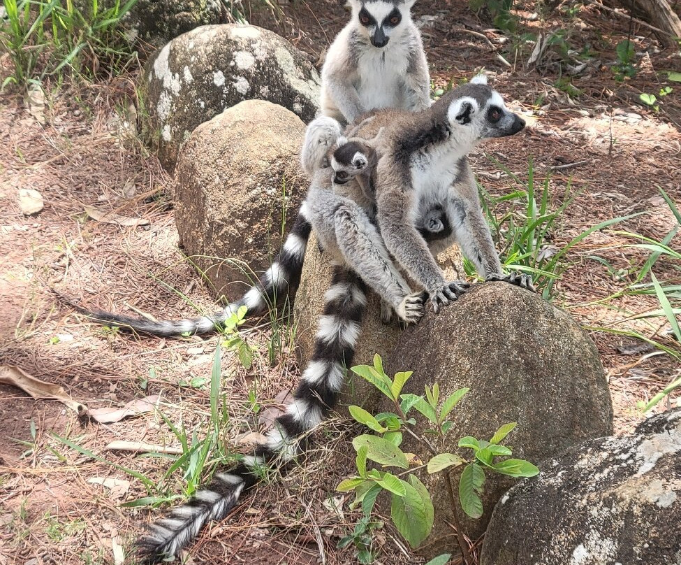 狐猴公园-安塔那那利佛必去景点