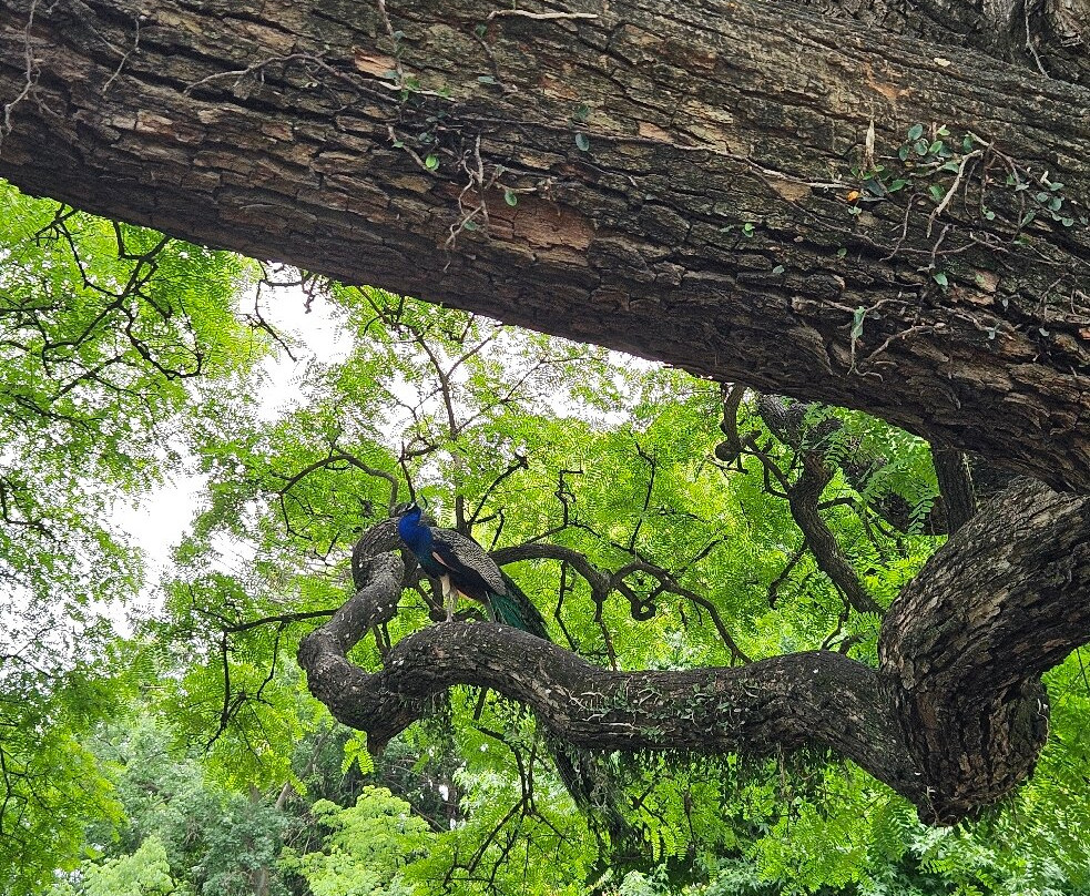 Eco Parque-布宜诺斯艾利斯必去景点