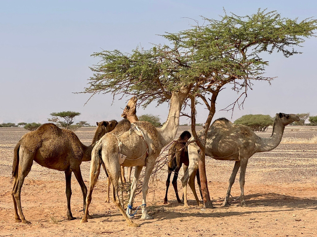 Jordan Direct Tours-安曼必去景点