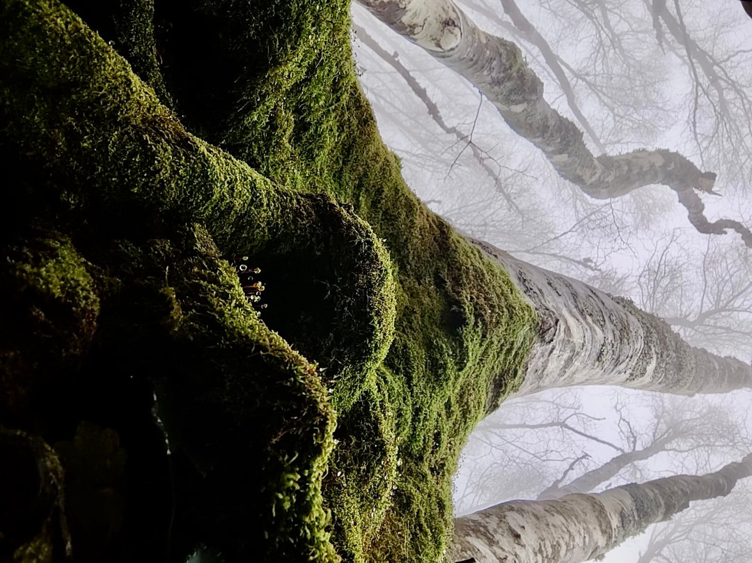 Albergo Lo Scoiattolo