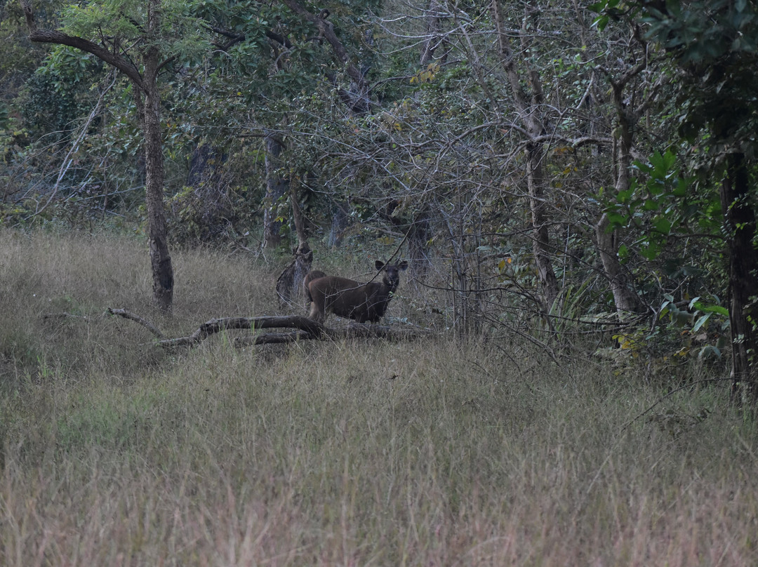 Jungle Bucket List-Moharli必去景点