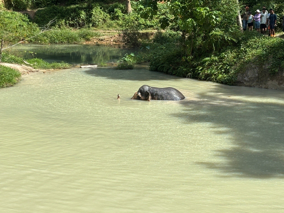 Phuket Elephant Sanctuary-班巴克洛必去景点