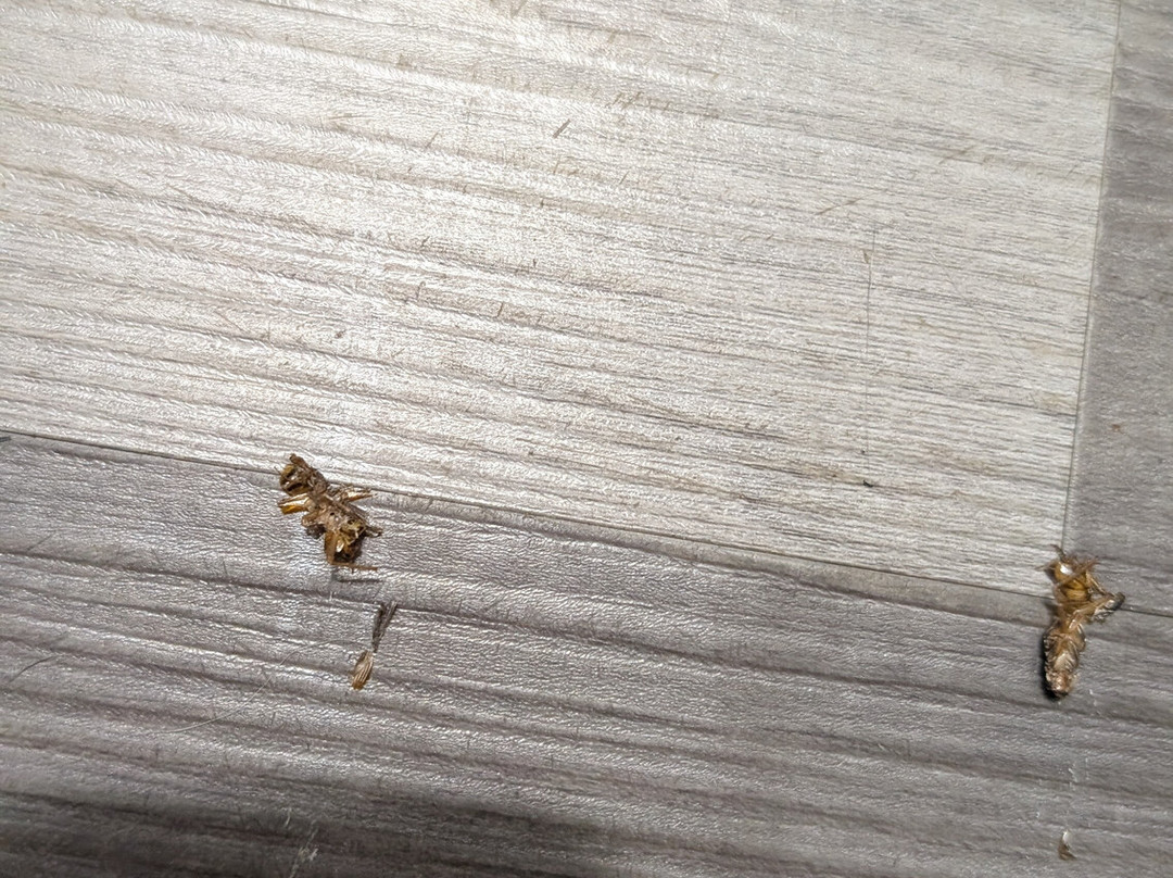 Super 8 by Wyndham Shawnee主图