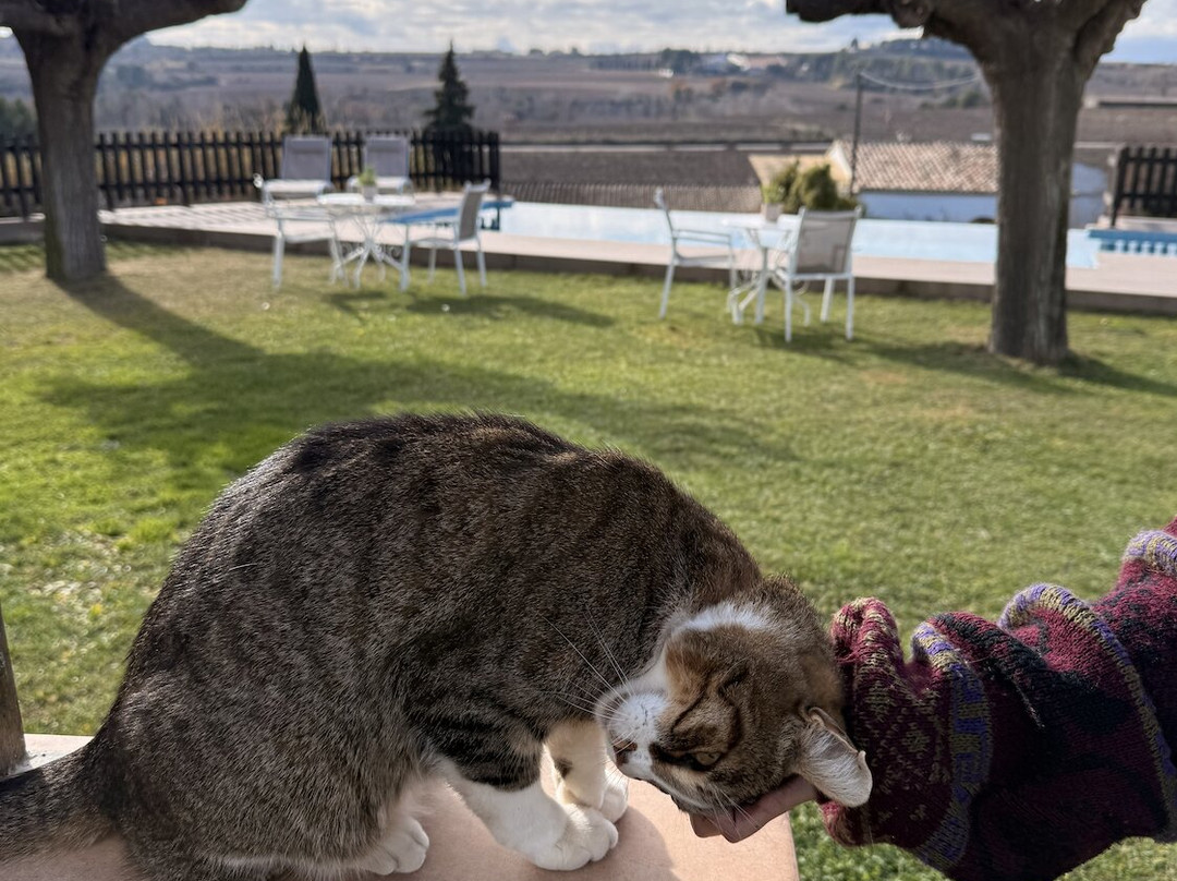 B&B Wine and Cooking Penedès主图