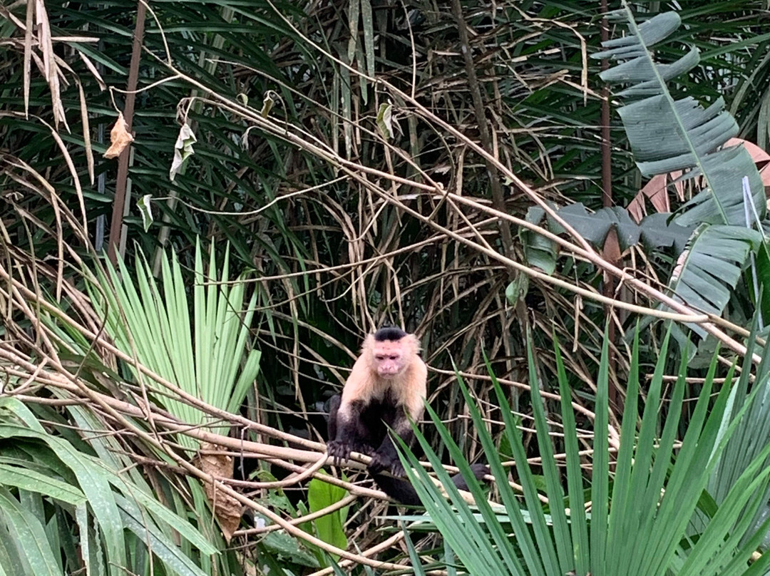 Yala Tours Panama-巴拿马城必去景点