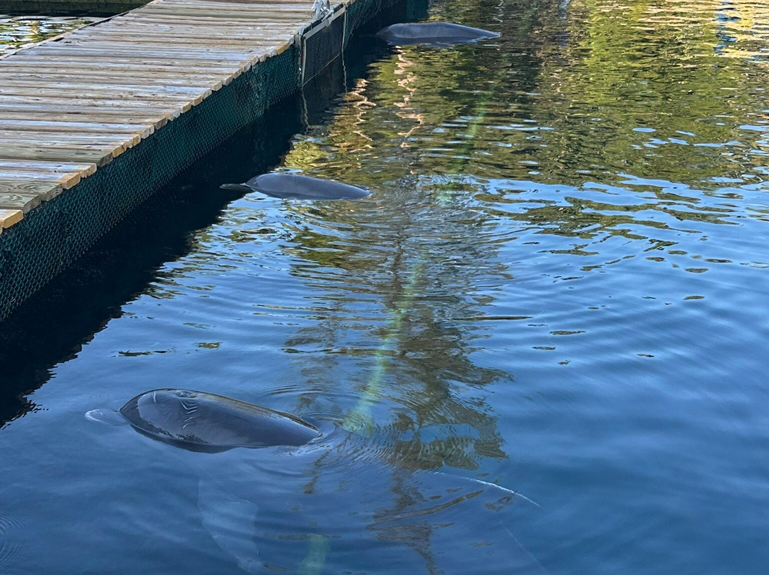 Puerto Aventuras Marina-阿范特拉斯港必去景点