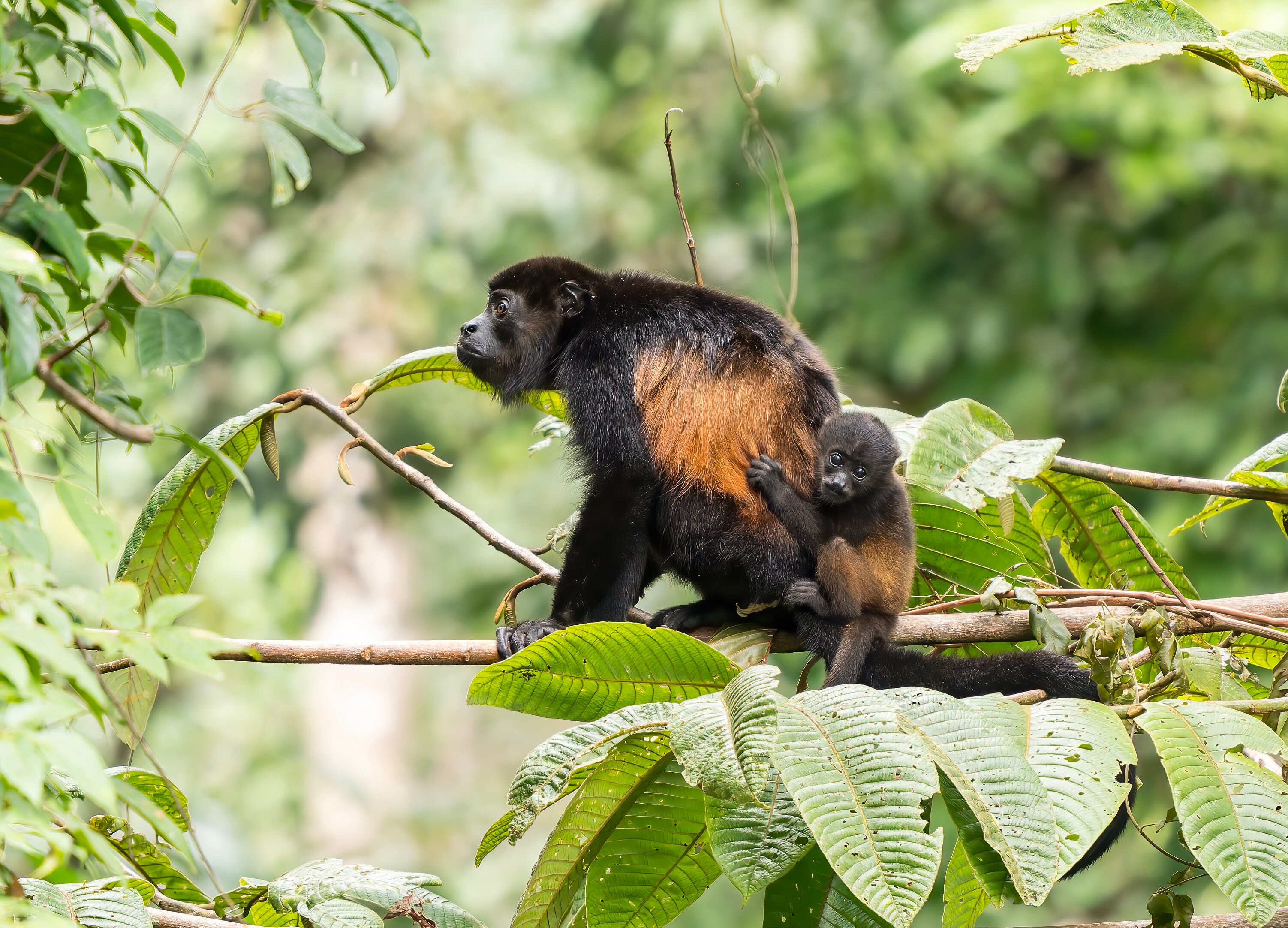Bosque del Cabo Rainforest Lodge-浴室