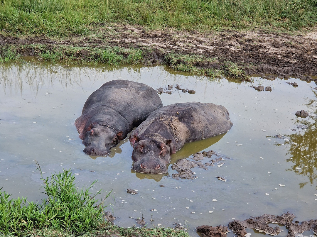 Gorilla Tour Booking Safaris-坎帕拉必去景点