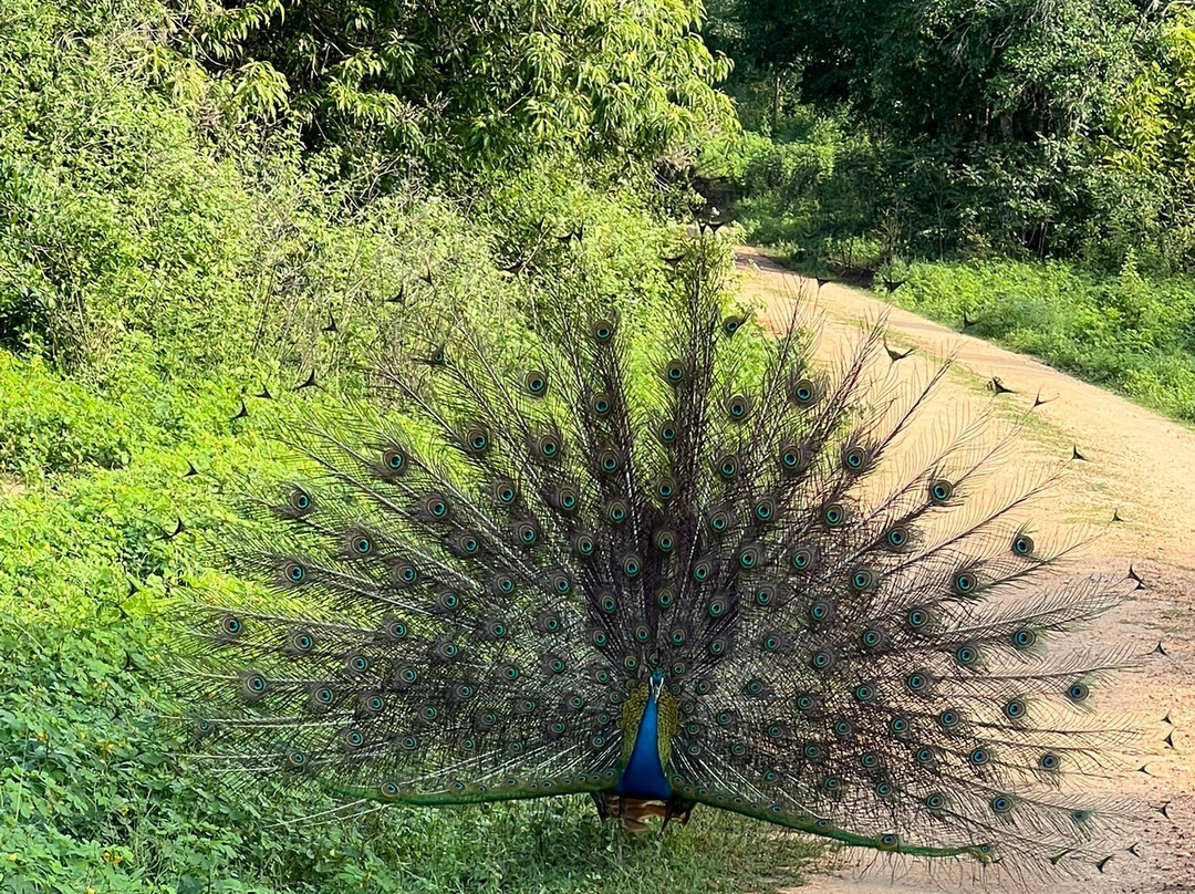 Mahoora Tented Safari Camp Udawalawe主图