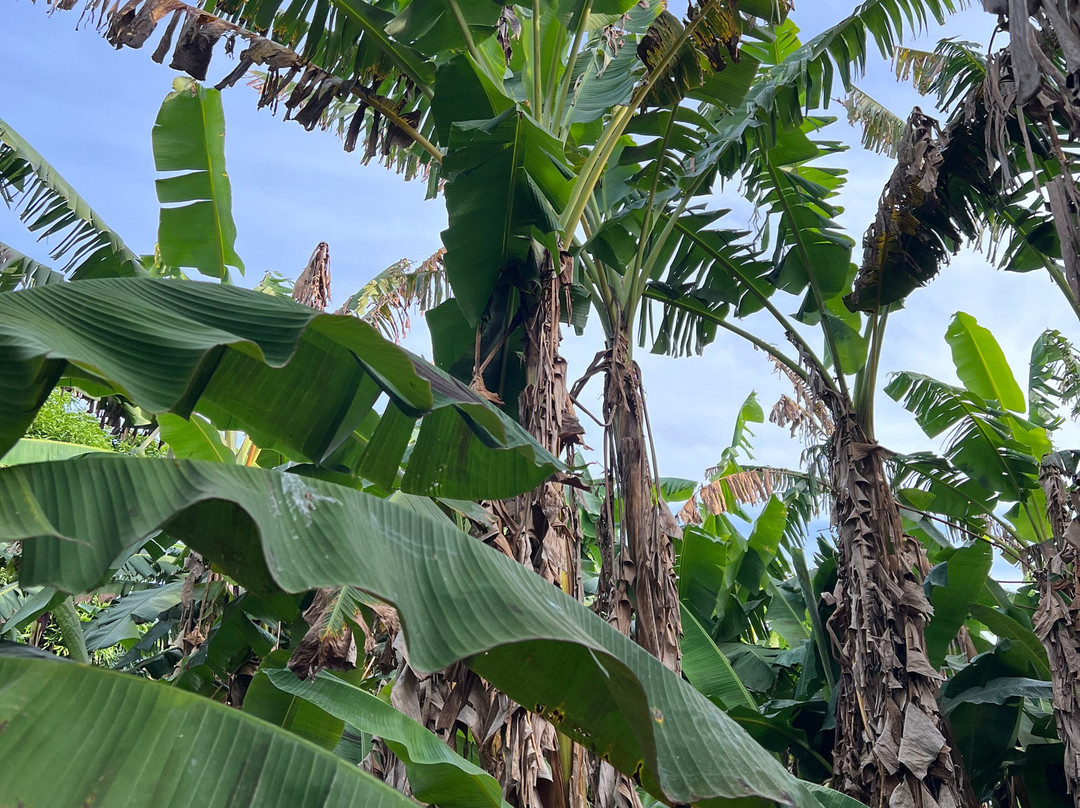 Cunaguaro Travel-Yopal必去景点