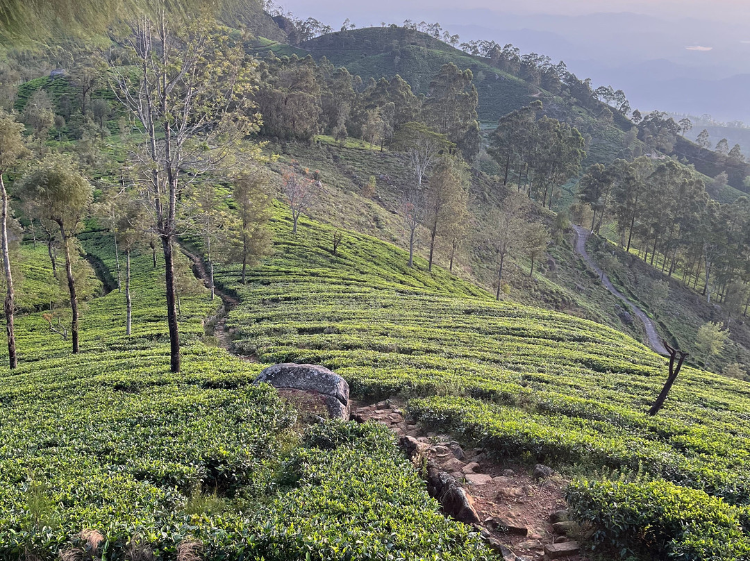 Nilowin Spice Kitchen-哈普特莱必去景点
