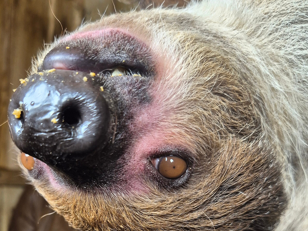 Lincoln Zoo-Newball必去景点