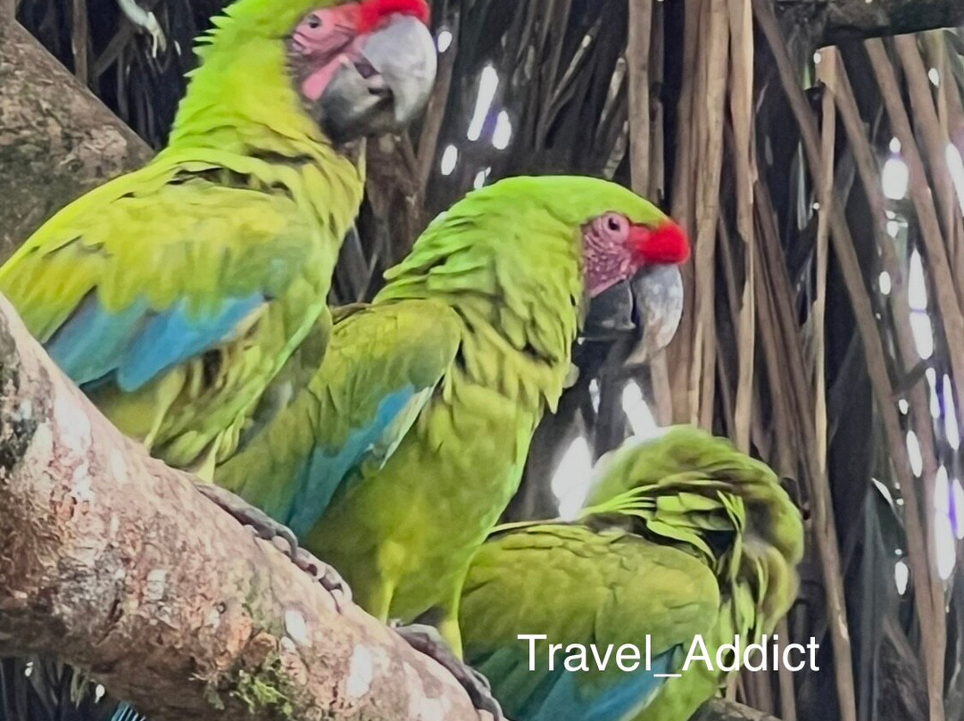 Ara Manzanillo-Manzanillo必去景点