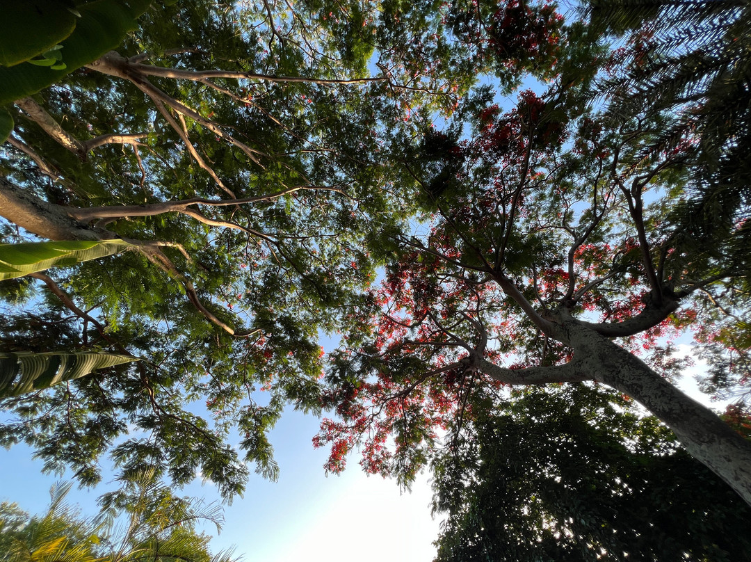 The Good Life Mauritius主图