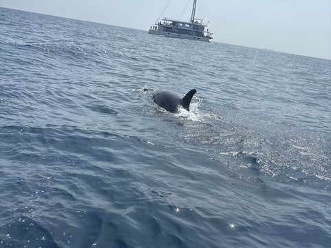 Kumara and Whales-美蕊沙必去景点