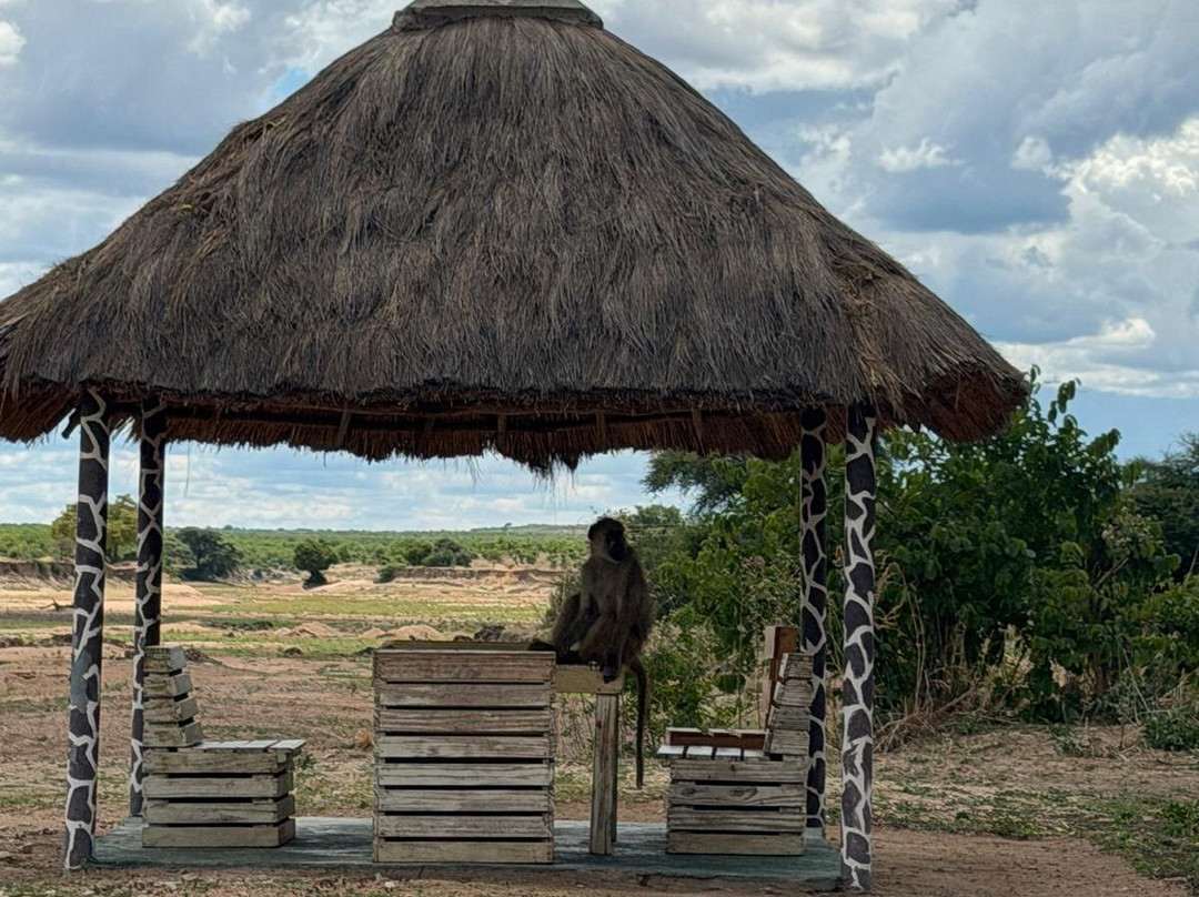 African Ratel Safari-Dar es Salaam必去景点