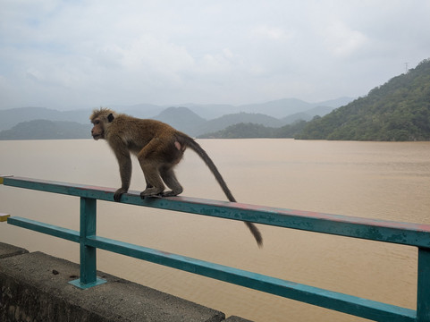MY HOLIDAY SRI LANKA-佩拉德尼亚必去景点