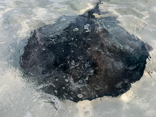 Spanish Wells Fishing-Spanish Wells必去景点