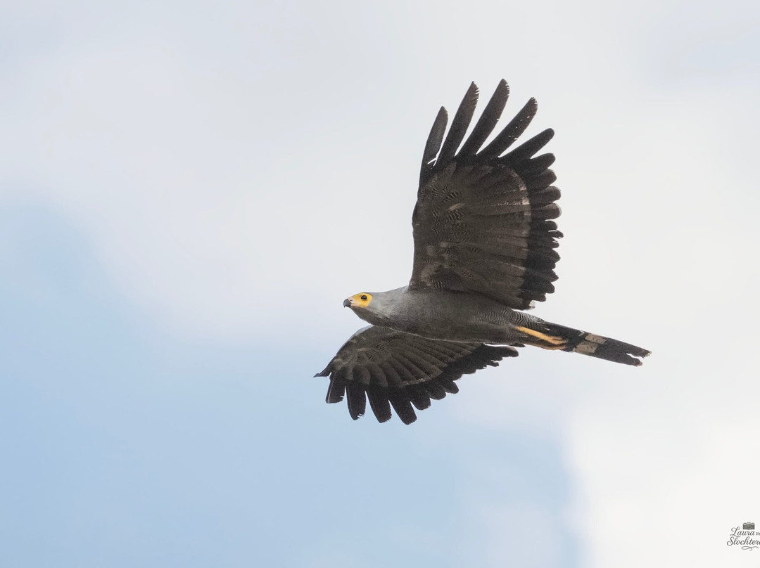 Senegambia Birding-Mandinari必去景点