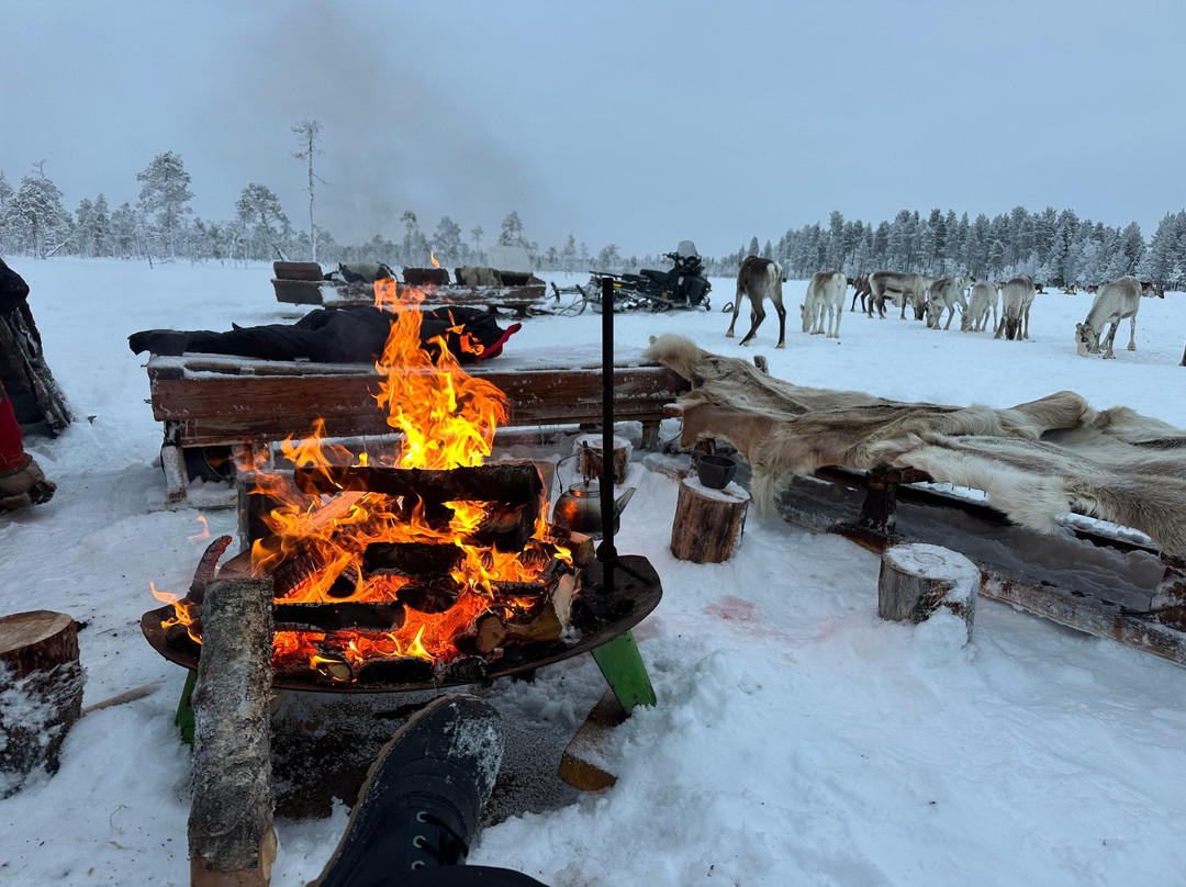 LIVING WITH REINDEER TOURS-Sodankyla必去景点