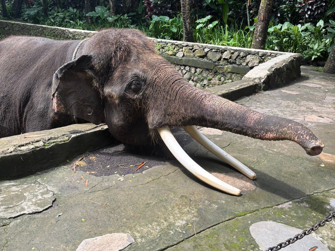 Iskandar Lombok Driver-Senggigi必去景点