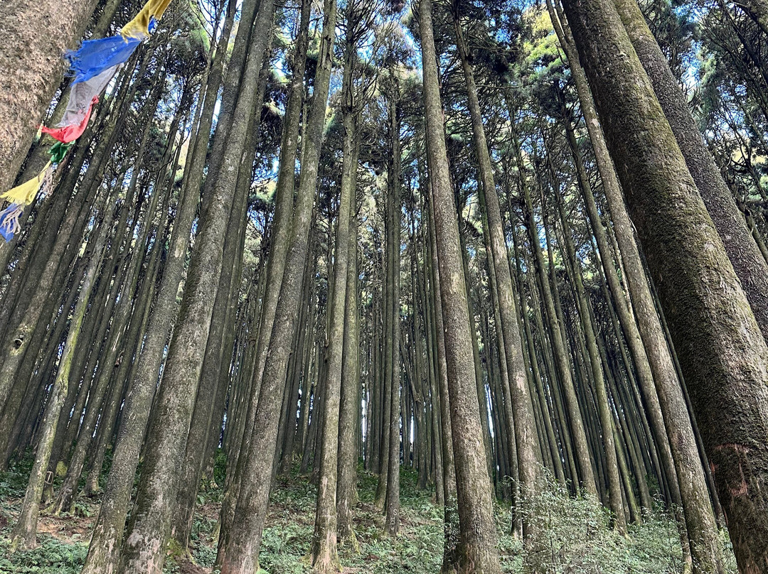 Darjeeling Travels-Bagdogra必去景点
