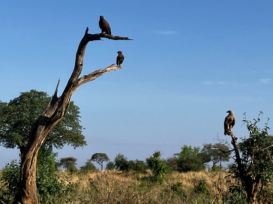 Leopard Tours Limited-阿鲁沙必去景点