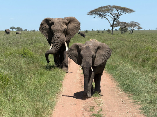 Leopard Tours Limited-阿鲁沙必去景点