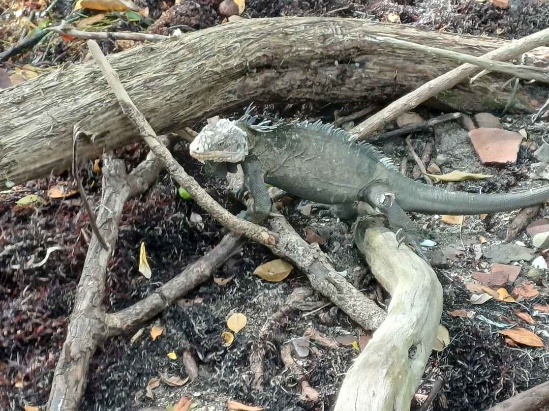 Dénébola Les Plaisirs Nautiques-Le Robert必去景点