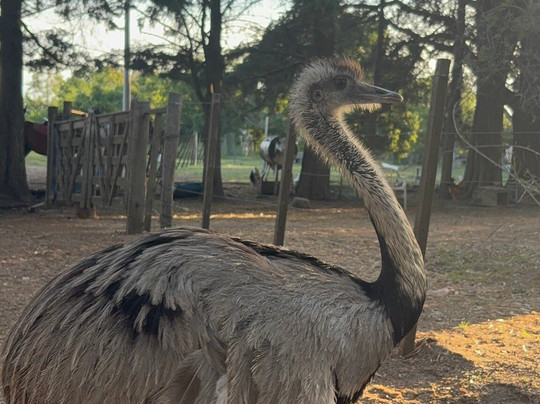 Cabalgatas Montevideo - La Quebrada de los Ceibos-蒙得维的亚必去景点