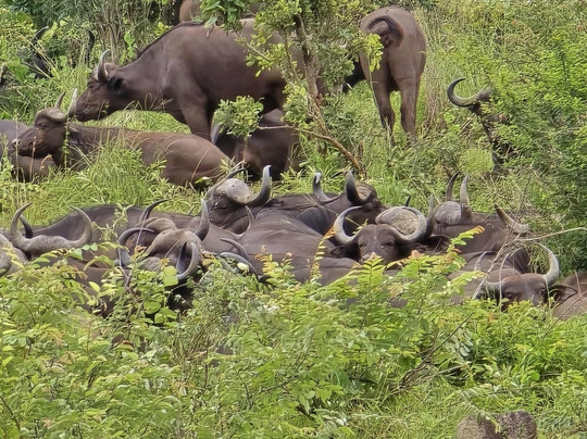 CD Tours - Day Trips-马里兰必去景点