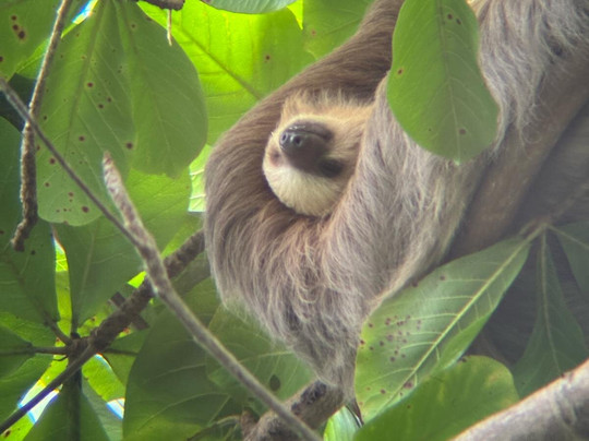 San José Birding-圣何塞必去景点