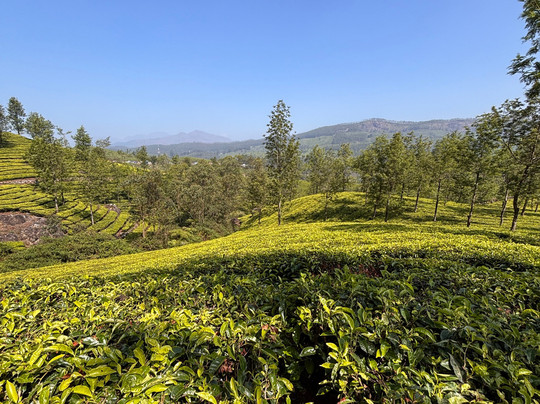 Munnar Info-慕那尔必去景点