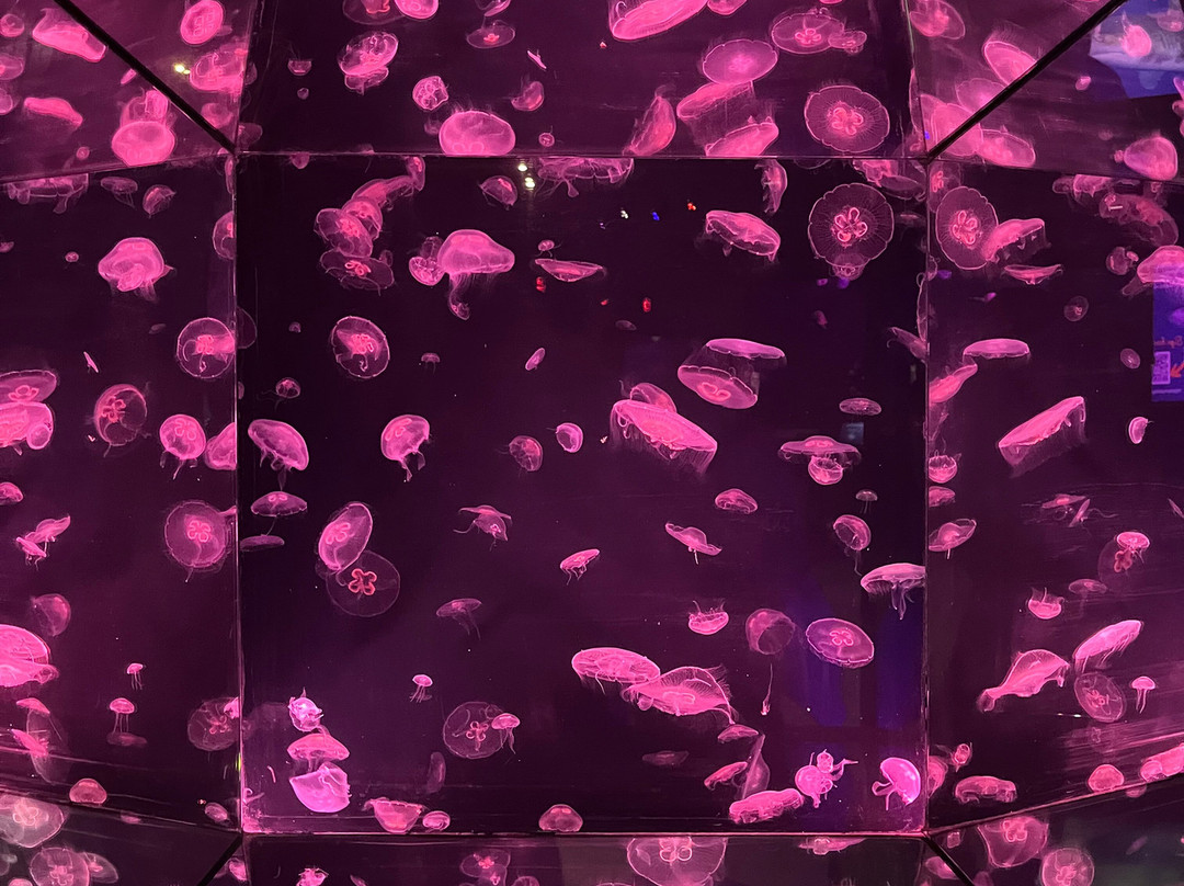 The Deep-赫尔河畔金斯顿必去景点