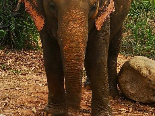 Following Giants - Krabi-Khlong Hin必去景点