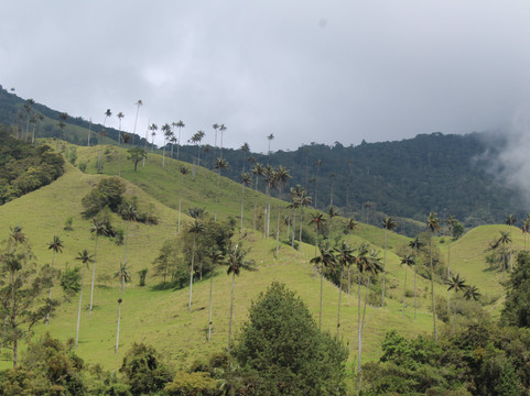 LAND SHARK TRAVEL-佩雷拉必去景点