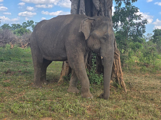 Niluka Safari-乌达瓦拉瓦必去景点