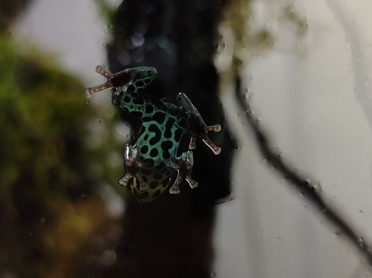 Wikiri Sapoparque-基多必去景点