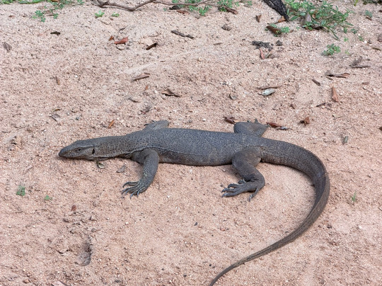 Yala Lahiru Safari-蒂瑟默哈拉默必去景点
