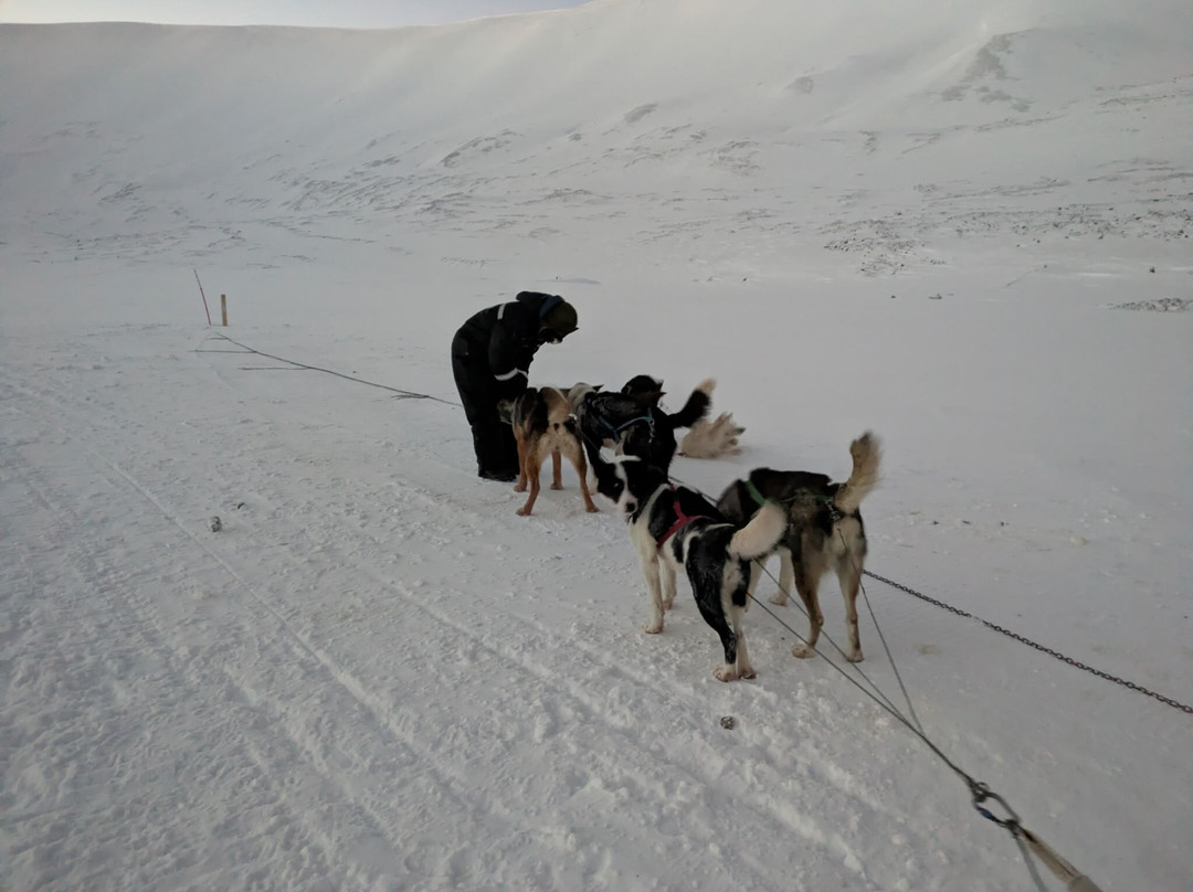 Green Dog Svalbard-朗伊尔城必去景点