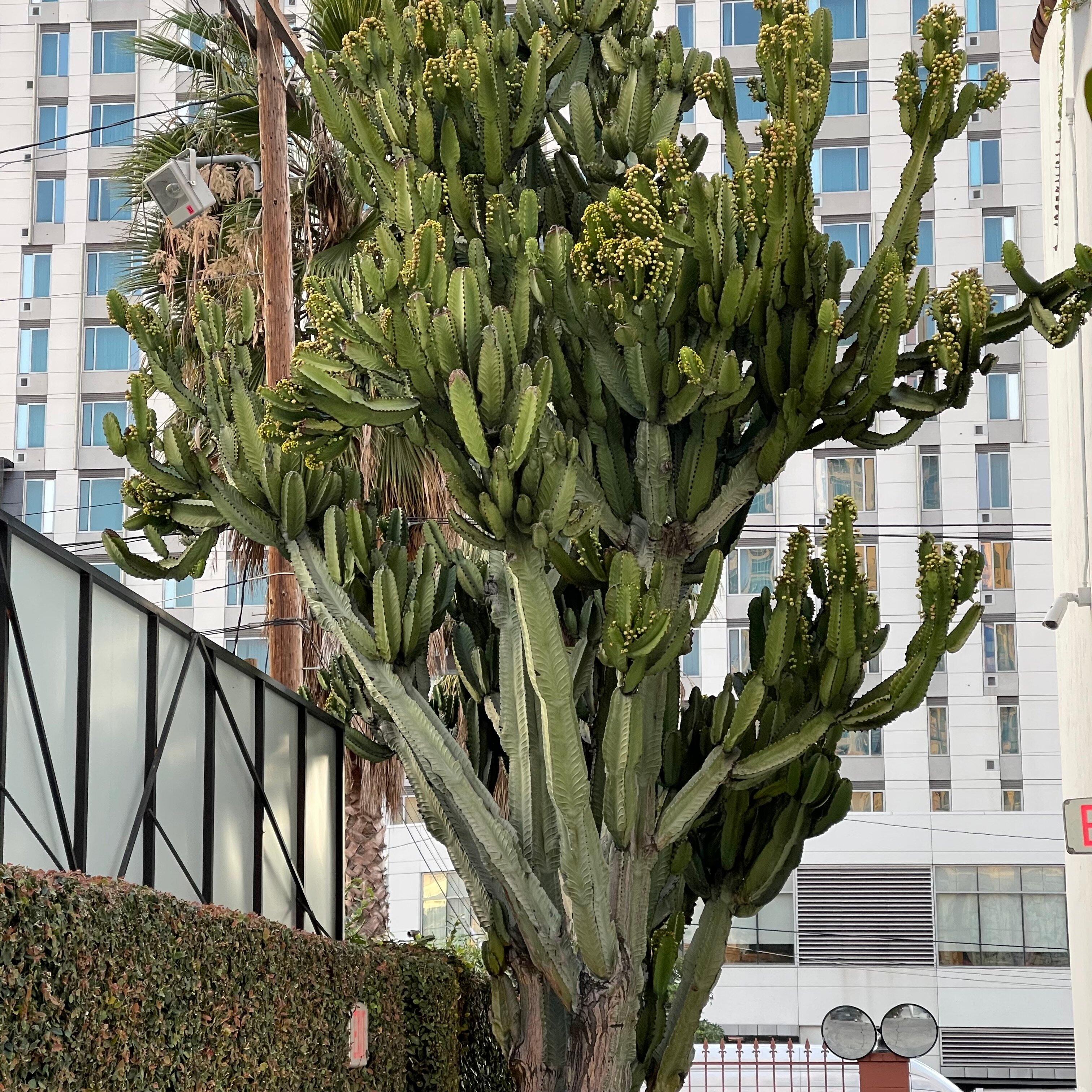 洛杉矶市中心菲格罗亚酒店-官方