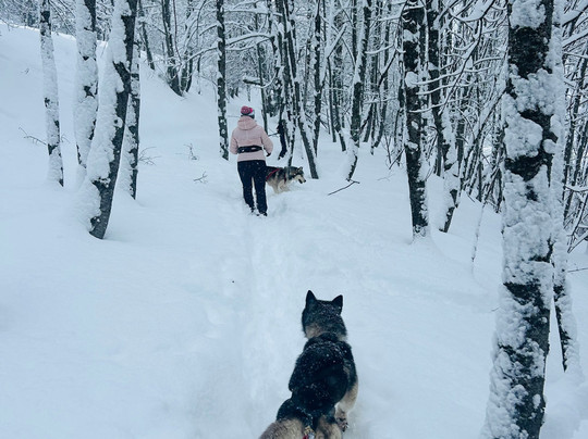 Kuma & Co-莱德萨阿尔卑斯必去景点