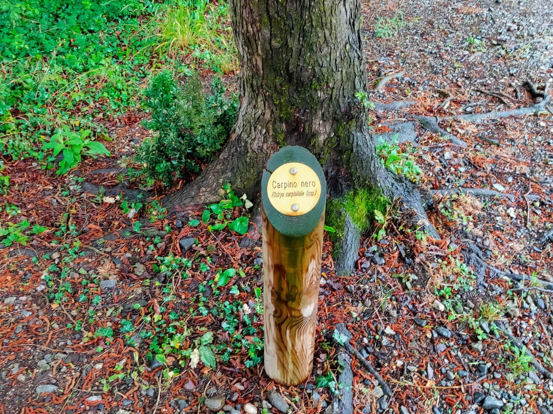 Parco Comunale delle Incisioni Rupestri di Luine-Darfo Boario Terme必去景点