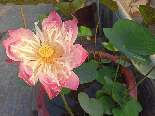 TTC World - Tà Cú-Thi Tran Thuan Nam必去景点