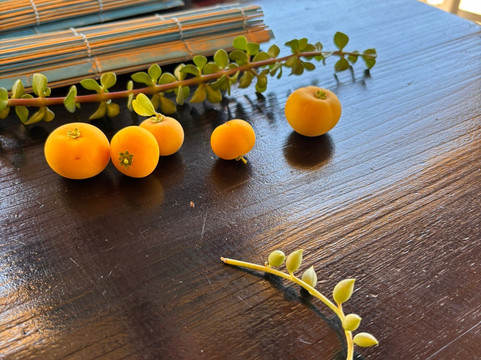 Karoo Desert National Botanical Garden-伍斯特必去景点