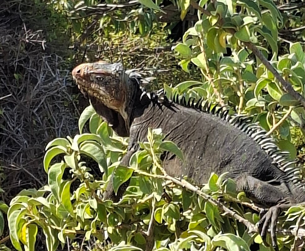 Tarzan Excursion Guadeloupe-Sainte-Anne必去景点