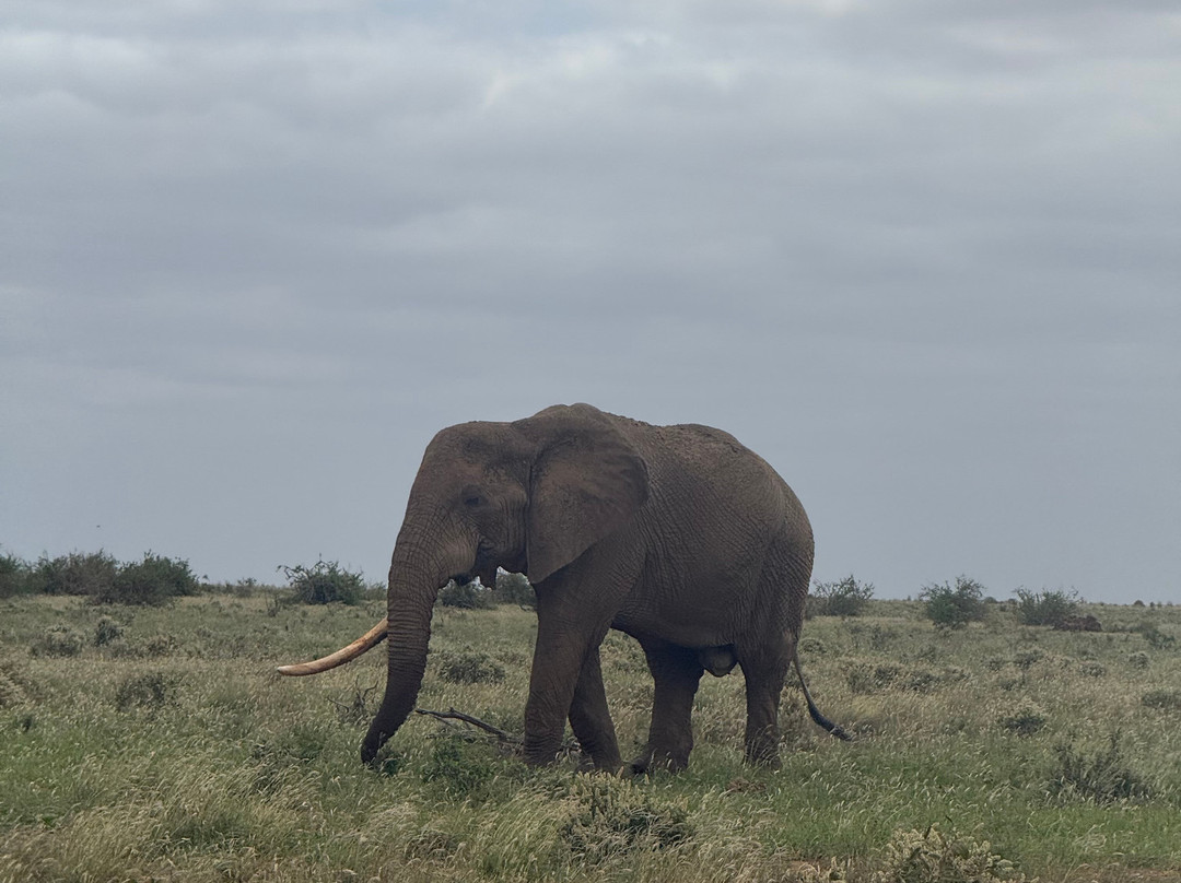 Kikko in Savanna Kenya-瓦塔木必去景点