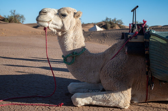 nomadic life-迈哈米德必去景点