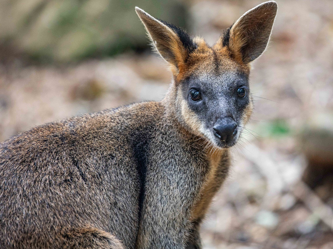 Byron Bay Wildlife Sanctuary-Knockrow必去景点
