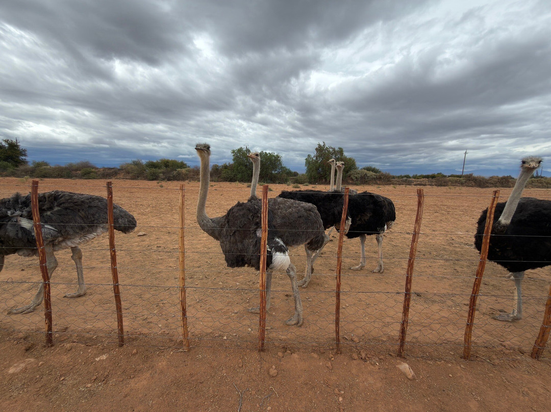 Highgate Ostrich Show Farm-奥兹洪必去景点